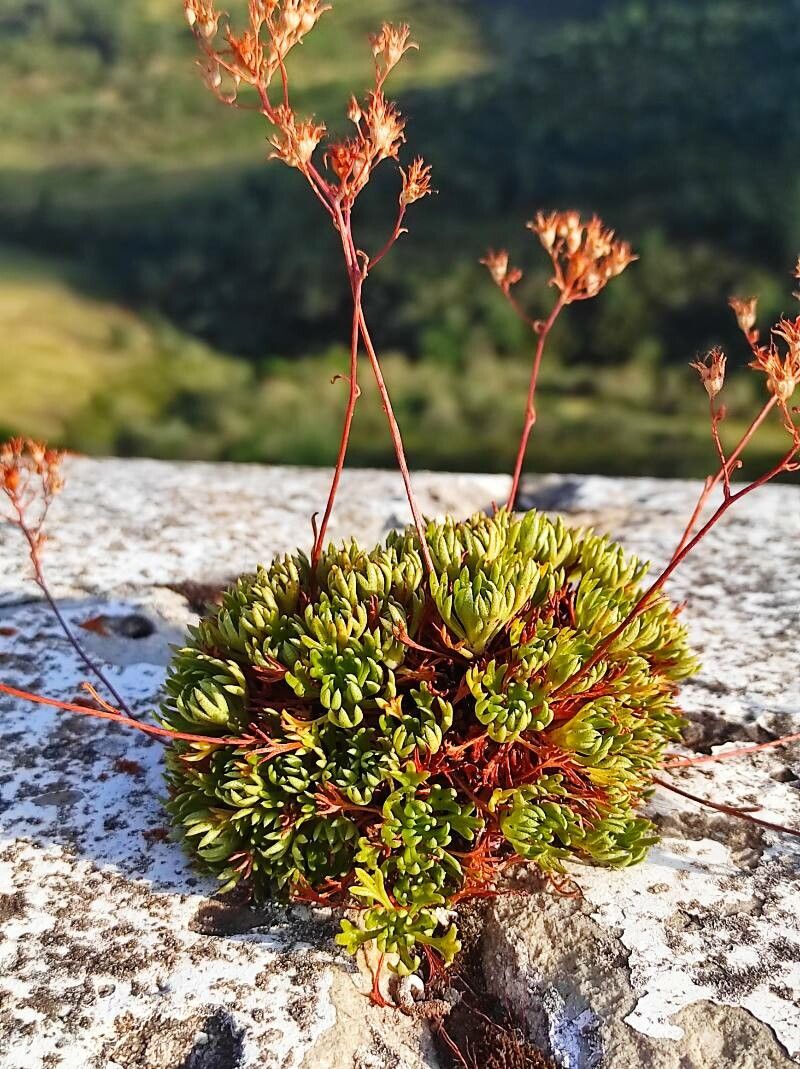 Saxifraga losae leaf