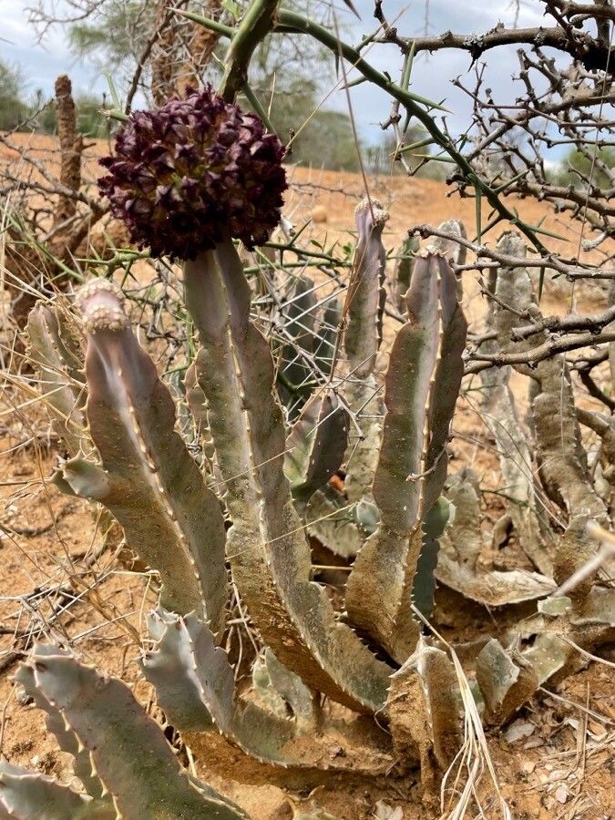 Desmidorchis foetida — houseplant care guide