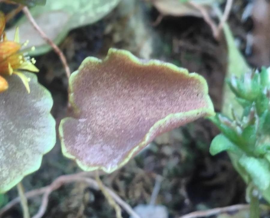 Umbilicus parviflorus — houseplant care guide