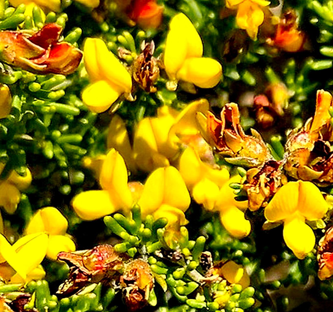 Aspalathus carnosa — related species from the same genus