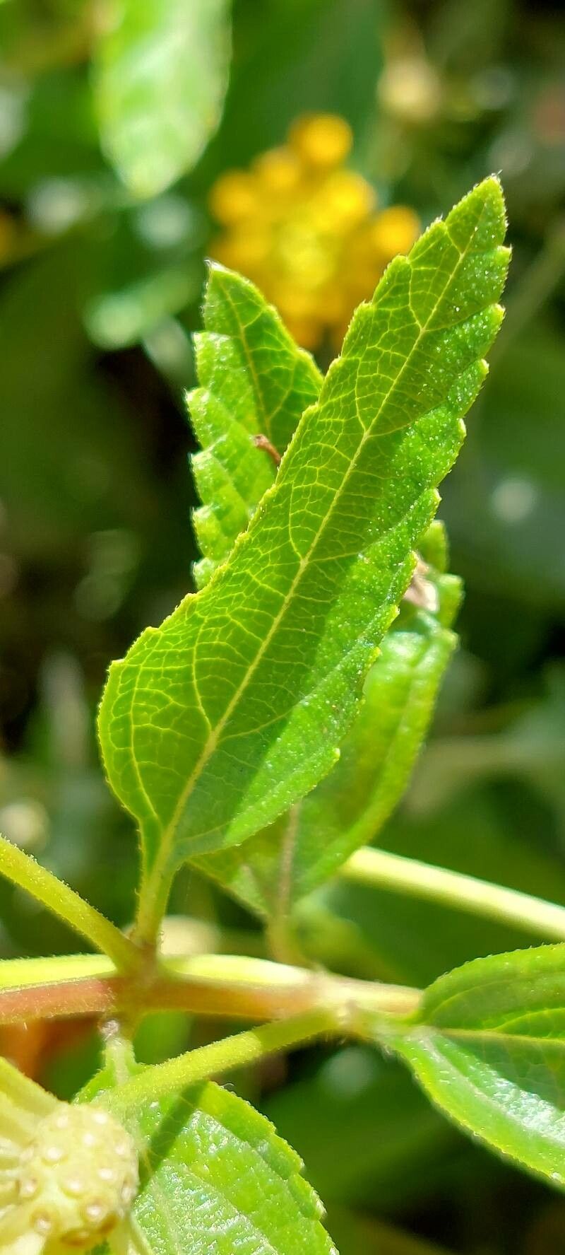 Cestrum aurantiacum leaf