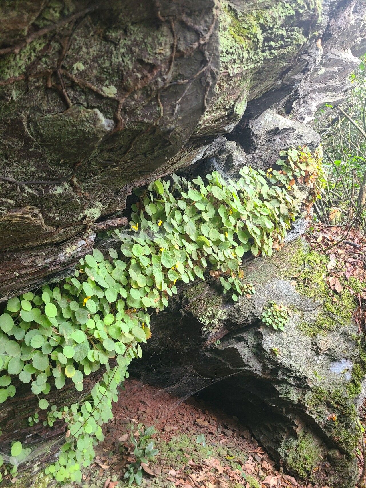 Begonia ferramica habit