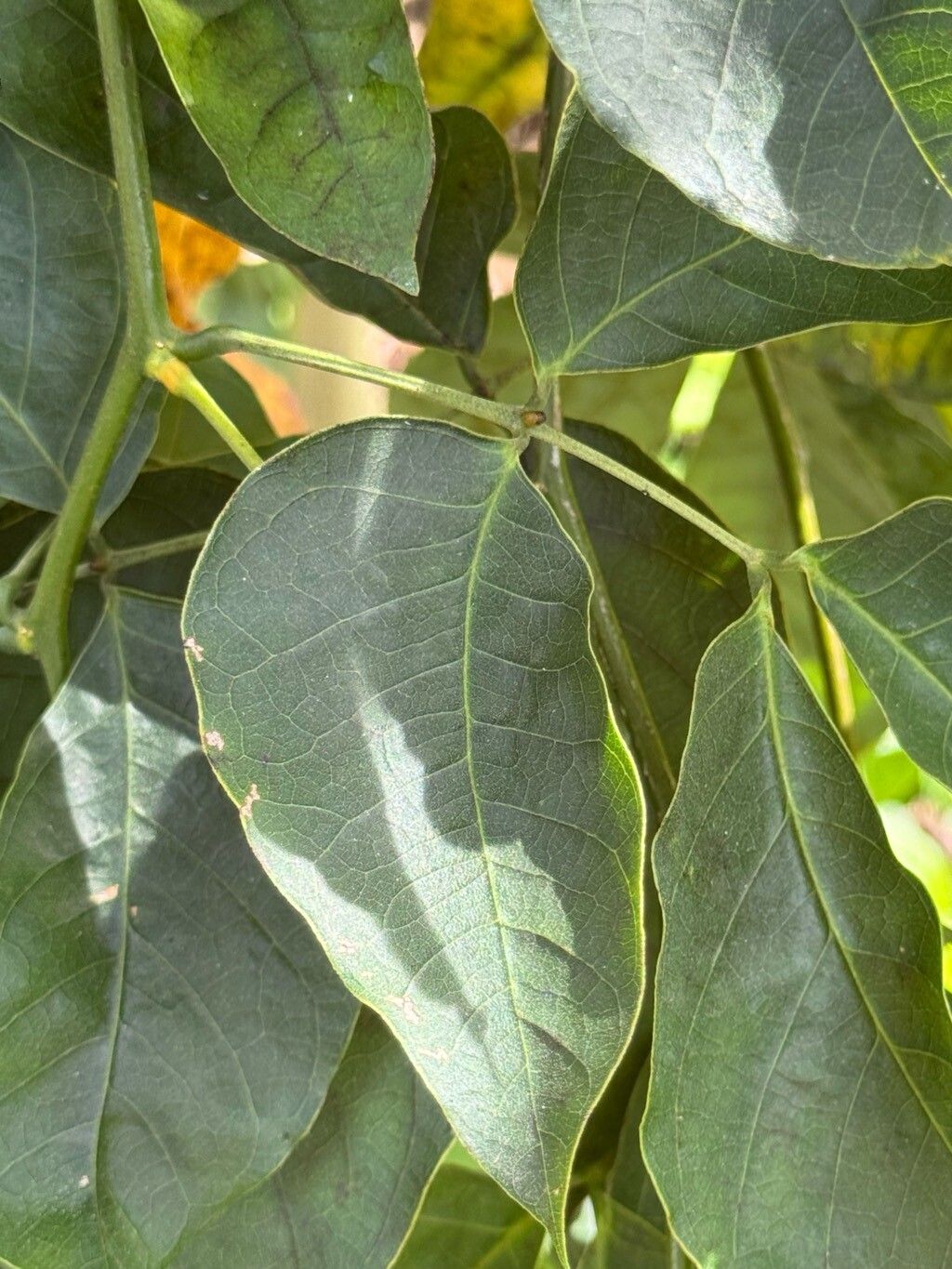 Senna quinquangulata — search result for 'Senna'