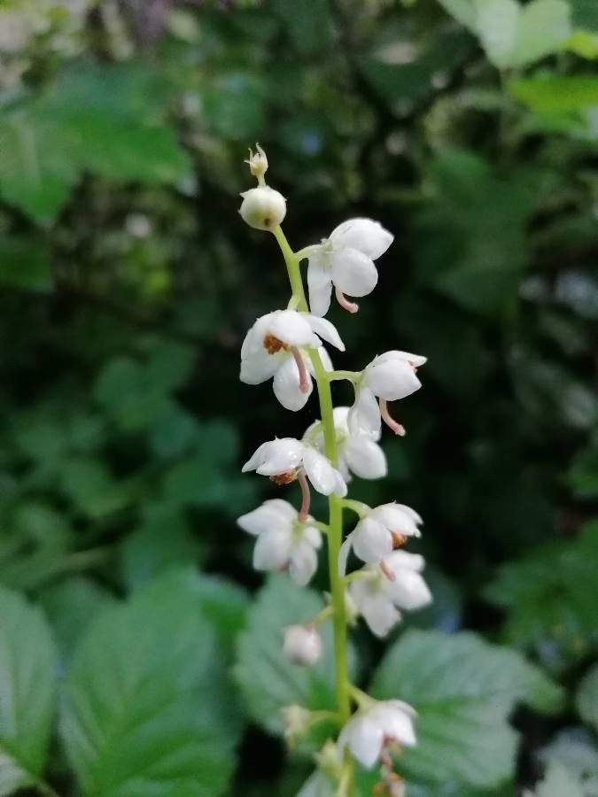 Pyrola rotundifolia flower