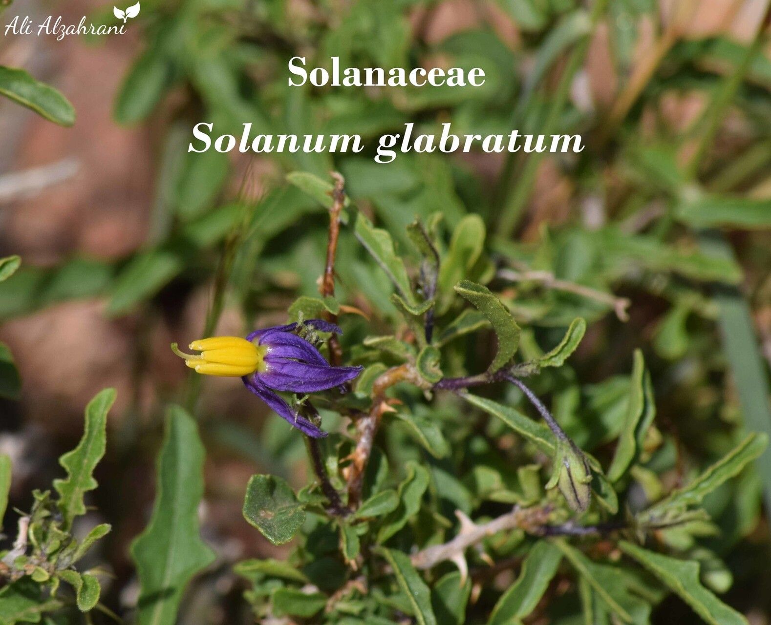 Solanum glabratum — houseplant care guide