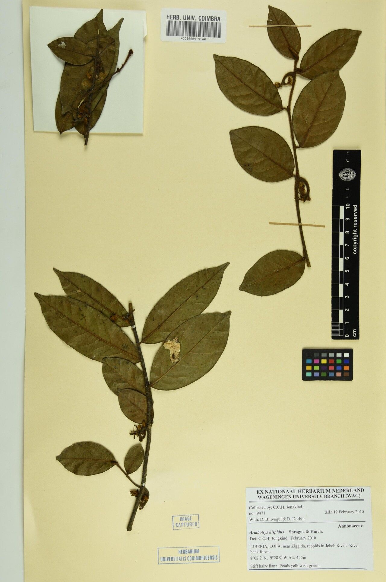 Artabotrys hispidus — houseplant care guide