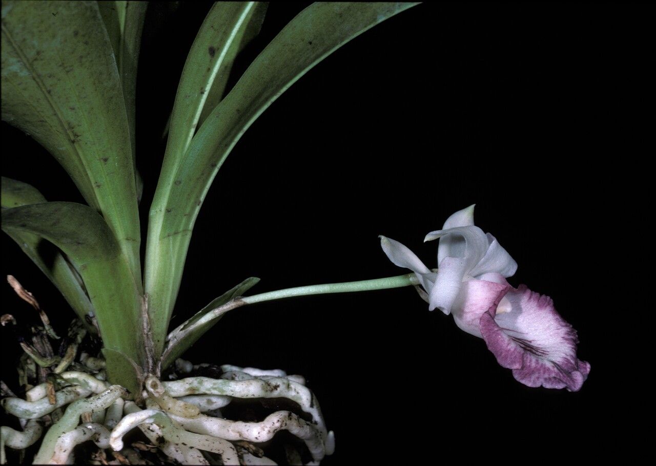 Warczewiczella amazonica flower