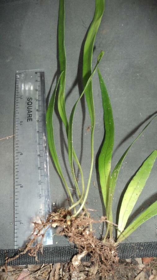 Elaphoglossum glabellum — houseplant care guide