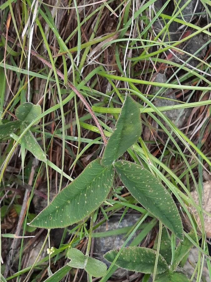 Trifolium montanum