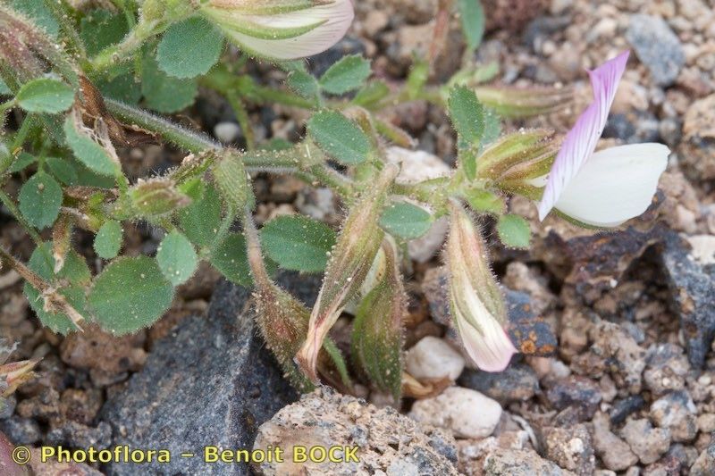 Ononis christii habit