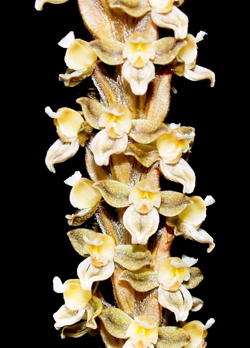 Hetaeria whitmeei — houseplant care guide