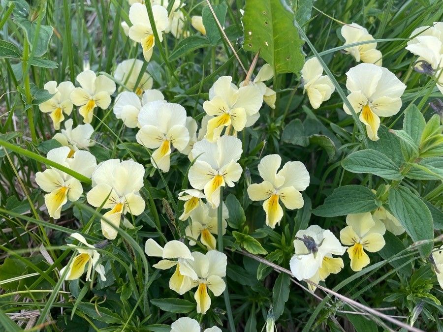 Viola lutea flower