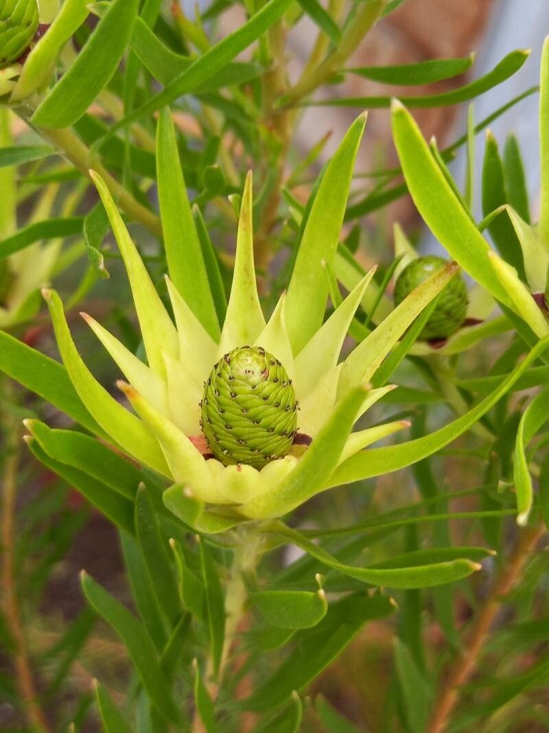 Leucadendron spissifolium flower