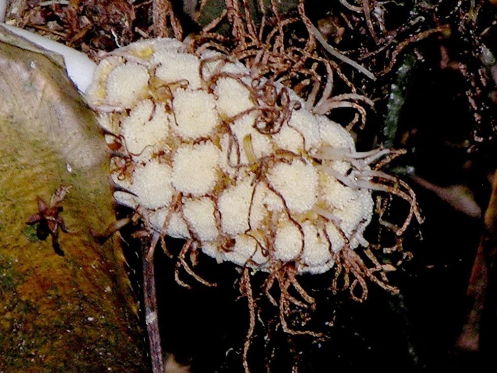 Asplundia sleeperae flower