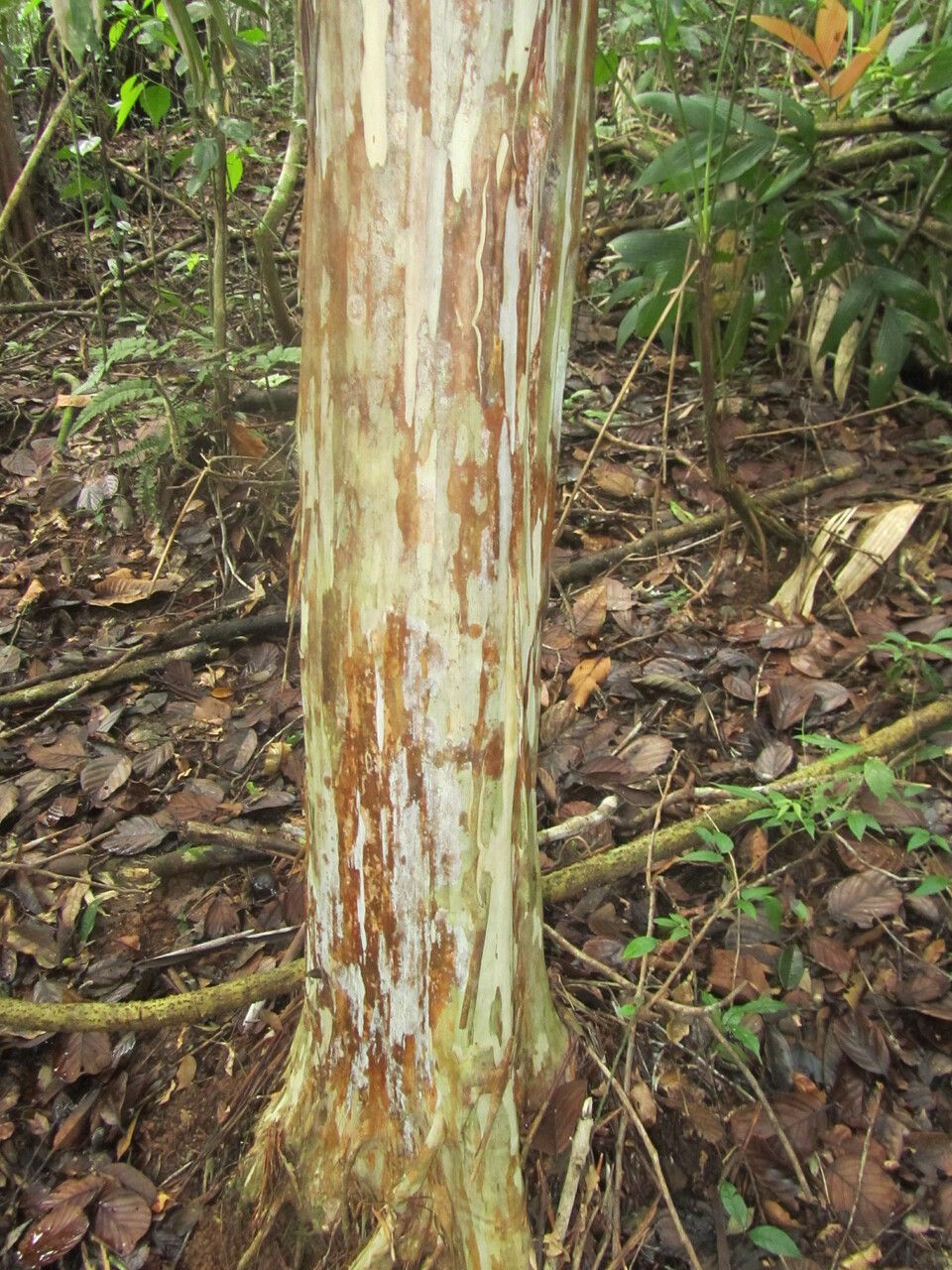 Myrciaria vexator bark
