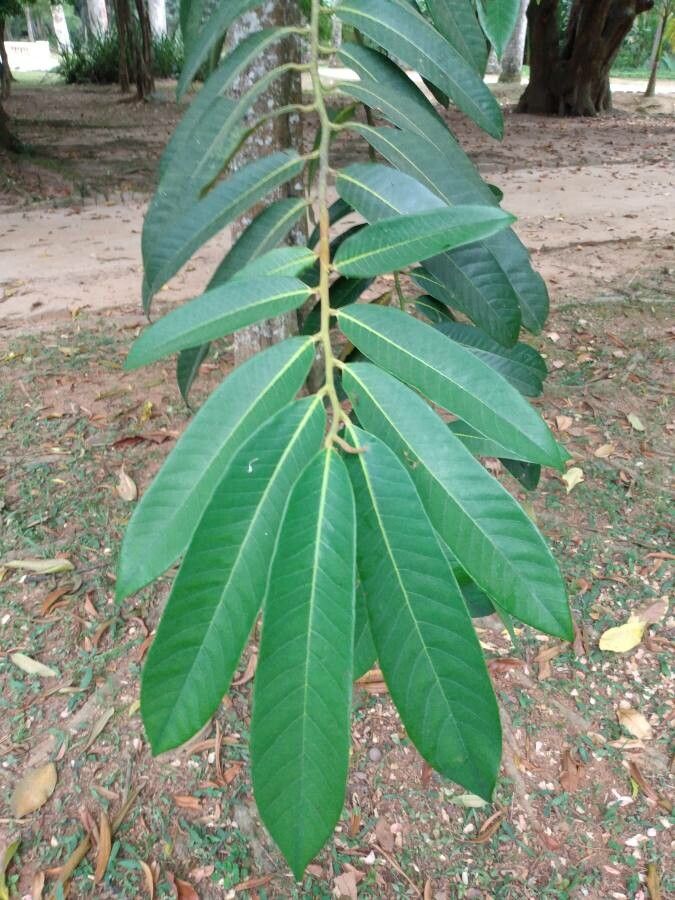 Virola surinamensis leaf