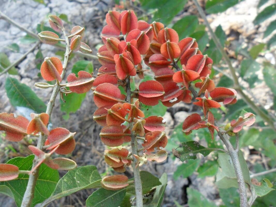 Combretum laxum fruit