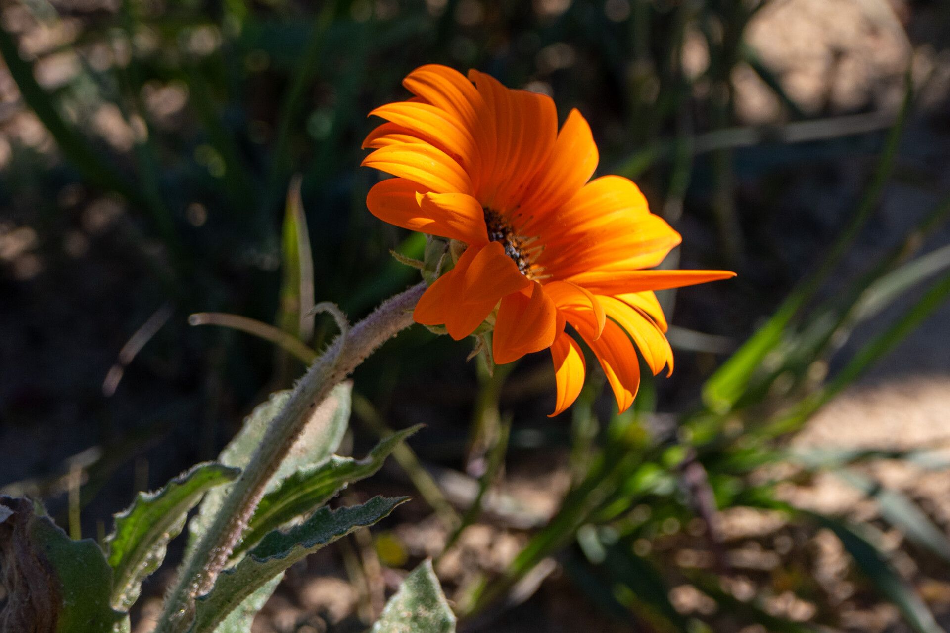 Arctotis breviscapa flower
