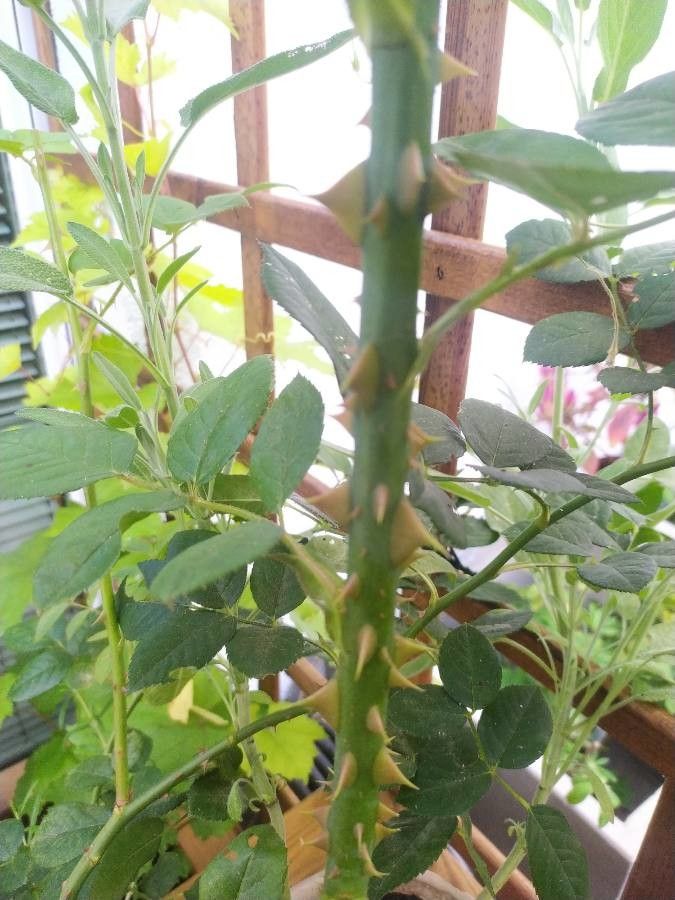 Rosa × borboniana bark