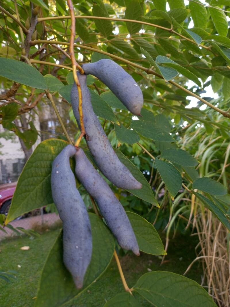 Decaisnea insignis fruit
