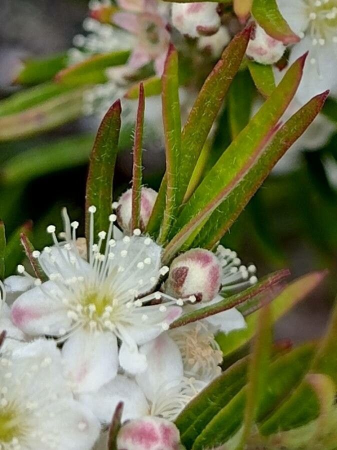 Austromyrtus tenuifolia — search result for 'Myrtaceae'