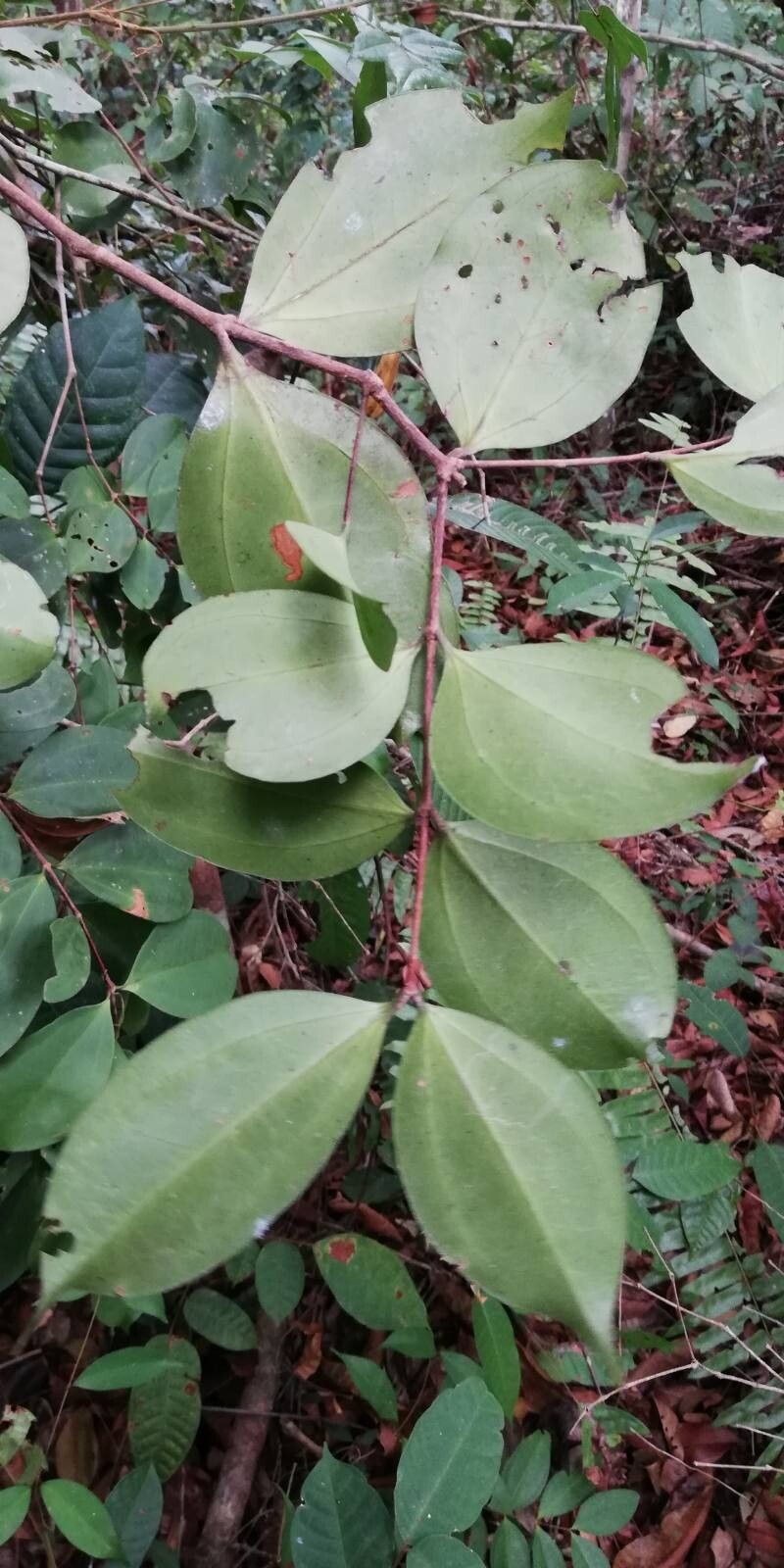 Memecylon accedens leaf