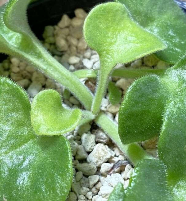 Tylecodon singularis leaf