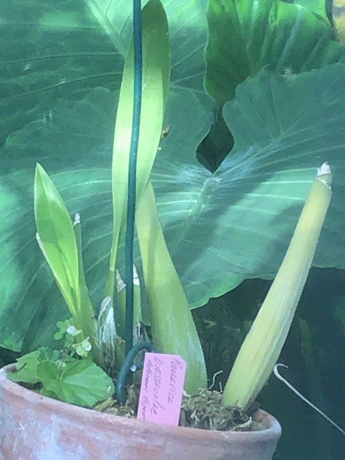 Prosthechea brassavolae leaf