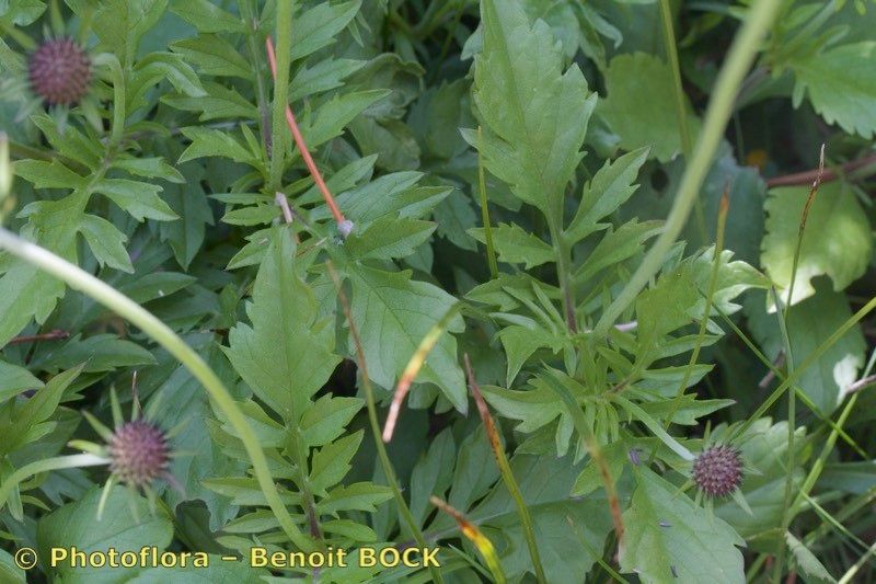 Scabiosa velenovskiana other