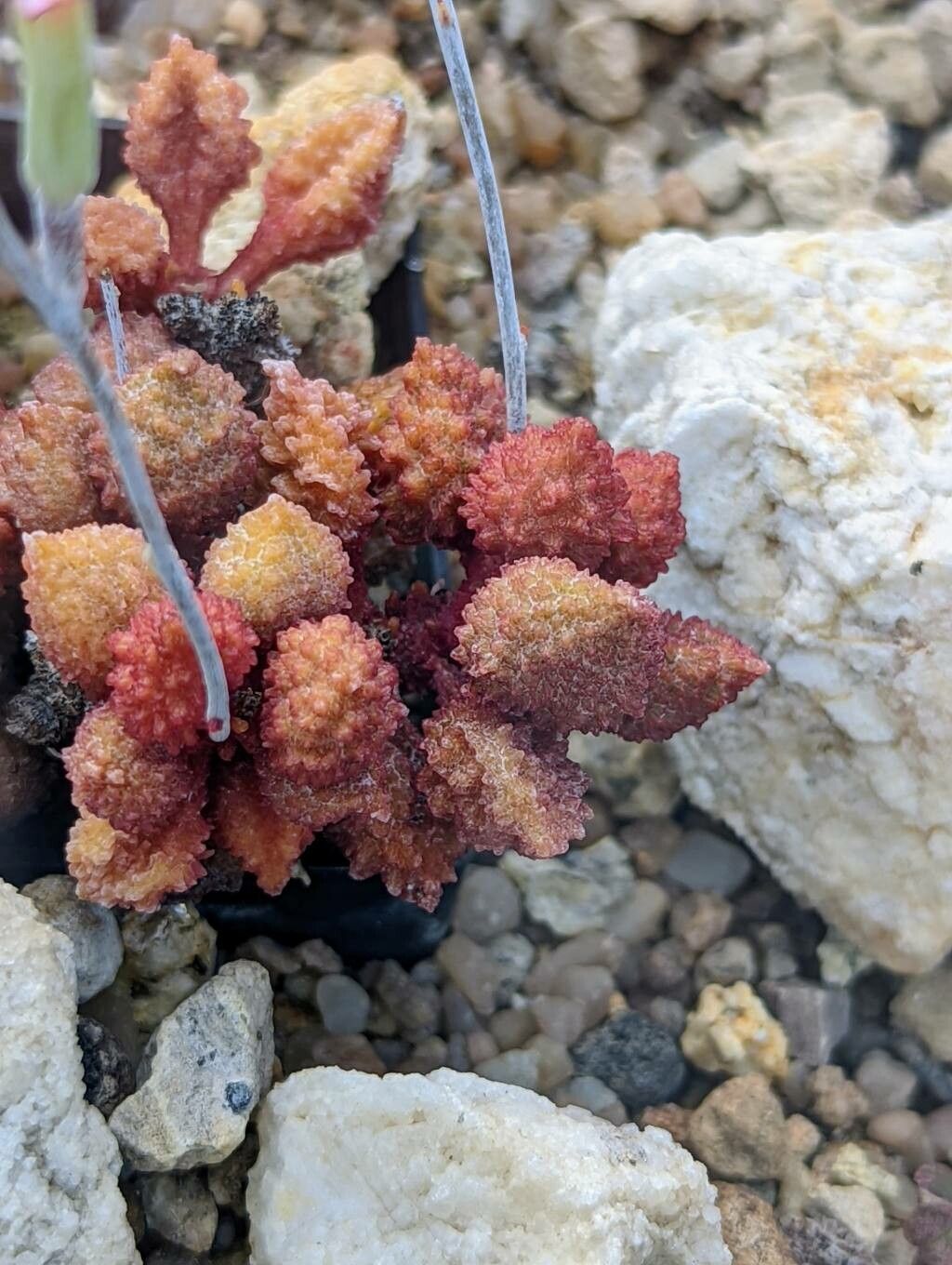 Adromischus marianae — houseplant care guide