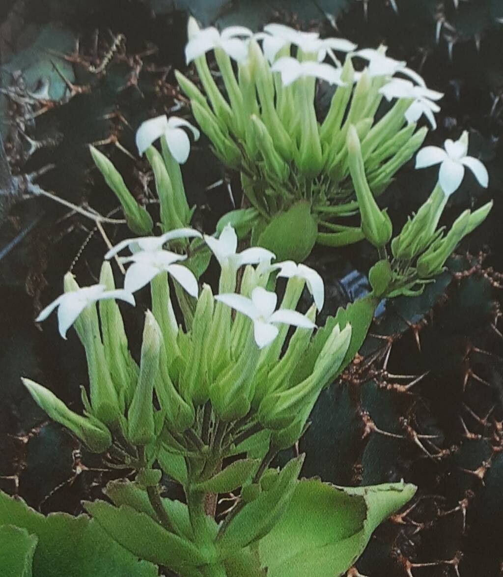 Kalanchoe latisepala flower