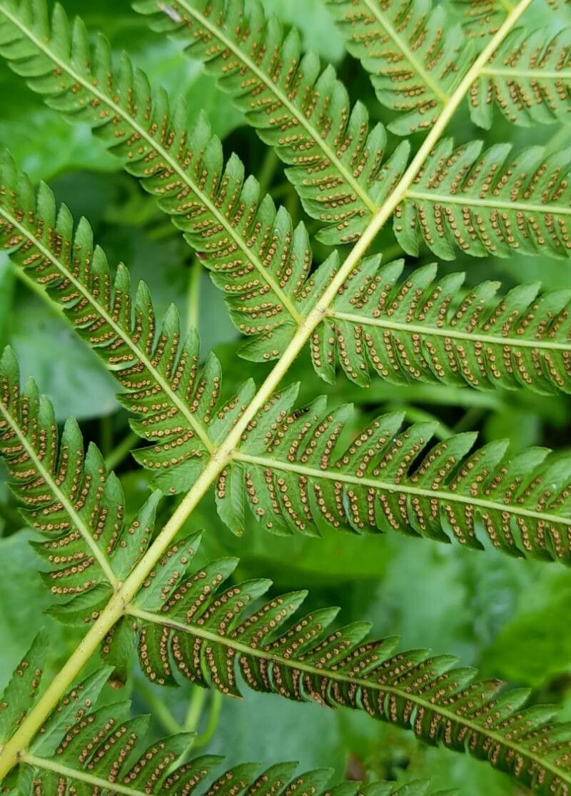 Thelypteris cheilanthoides flower