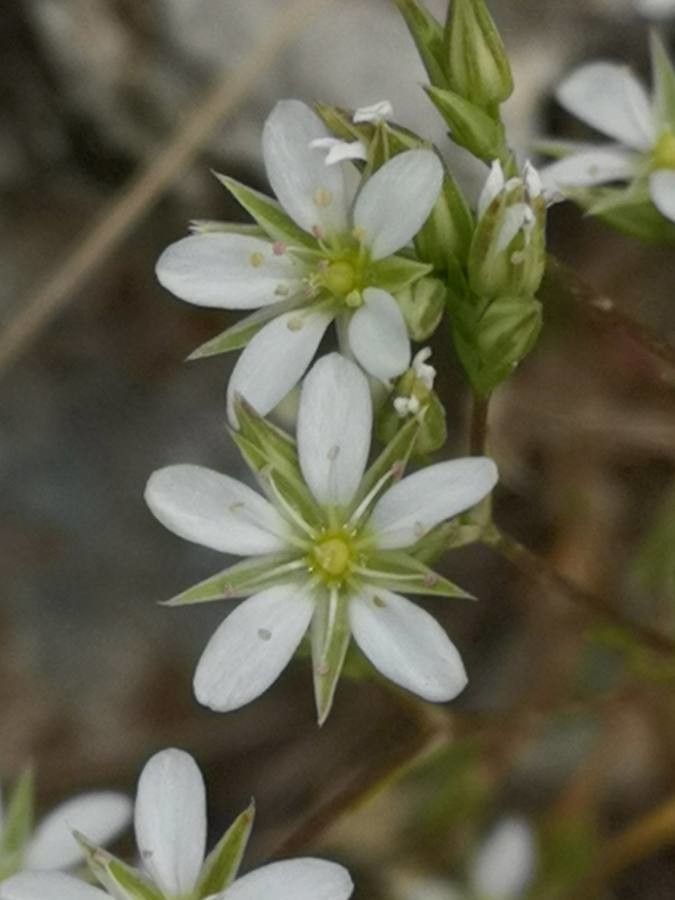Minuartia rostrata flower