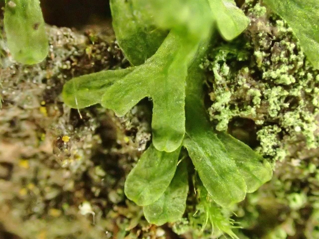 Metzgeria furcata — houseplant care guide