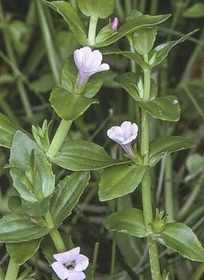 Gratiola peruviana — houseplant care guide