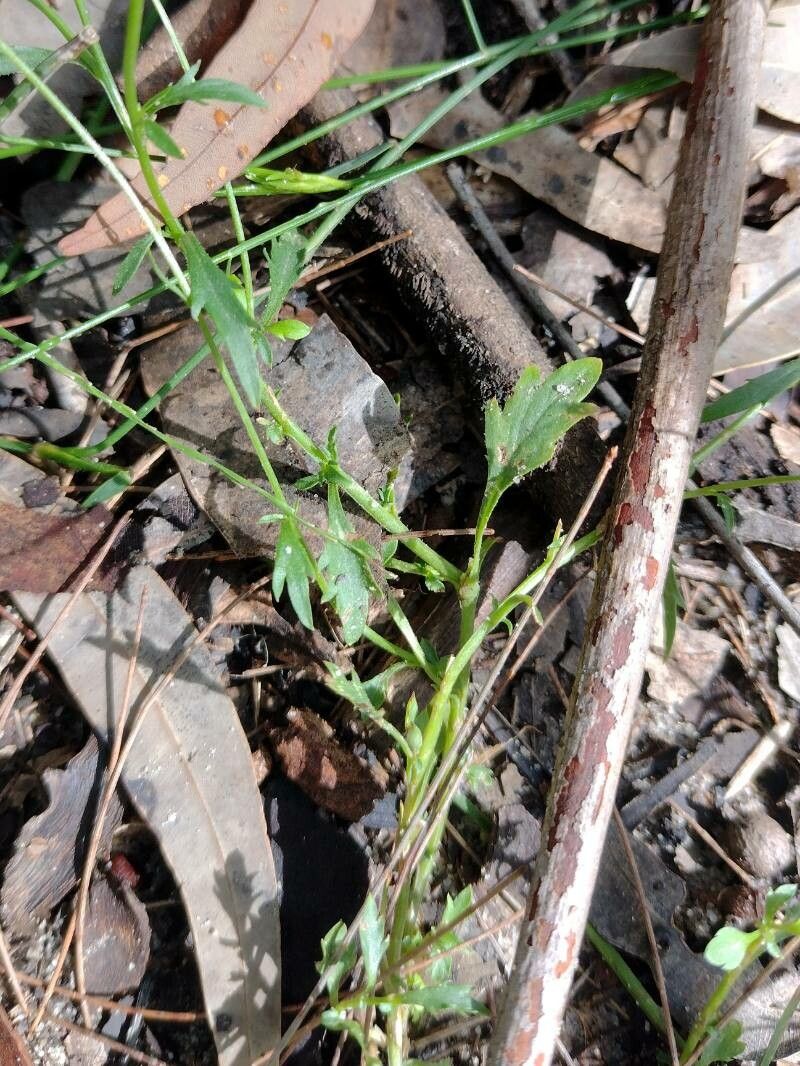Lobelia andrewsii — houseplant care guide