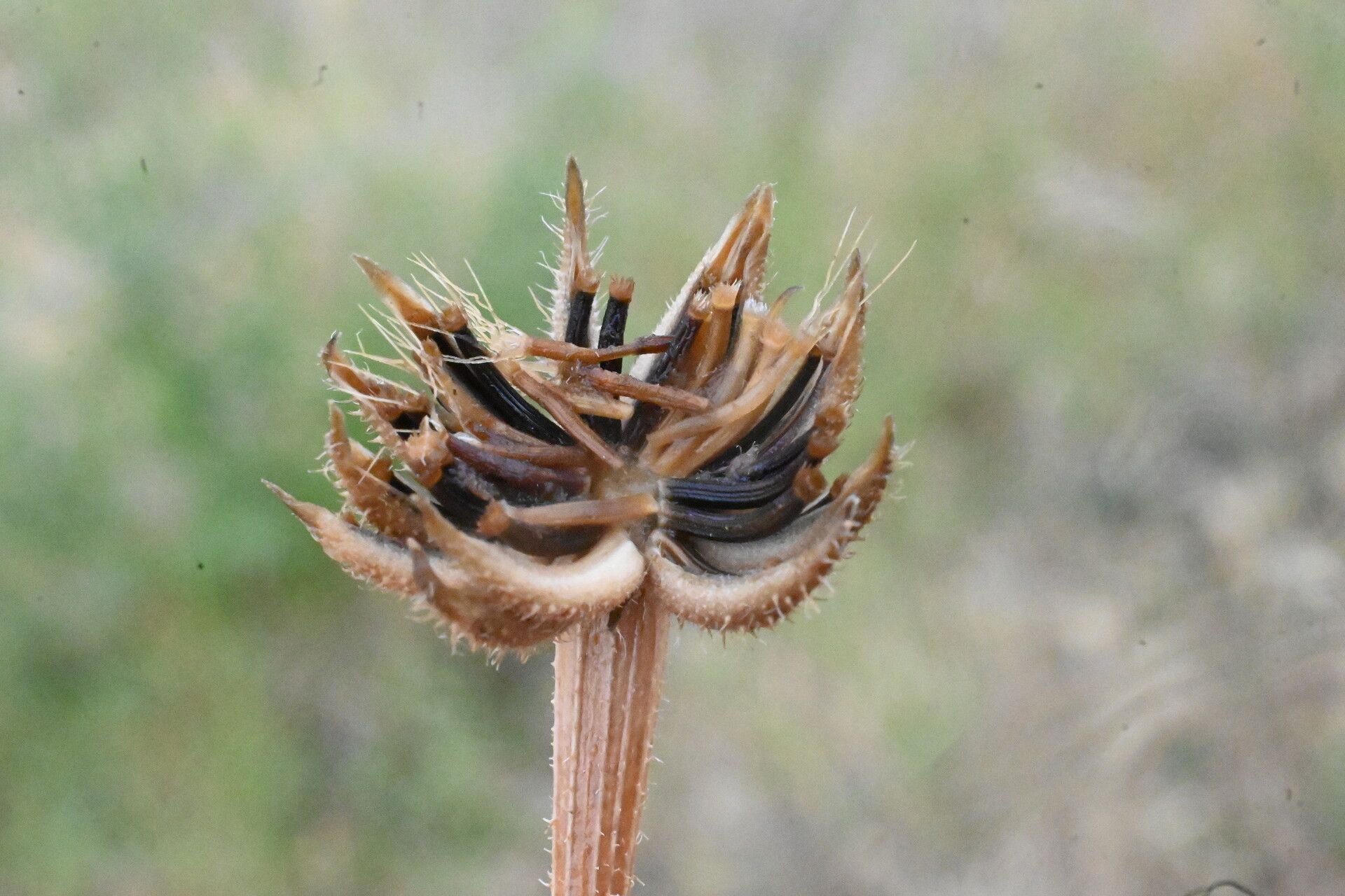 Hedypnois rhagadioloides fruit