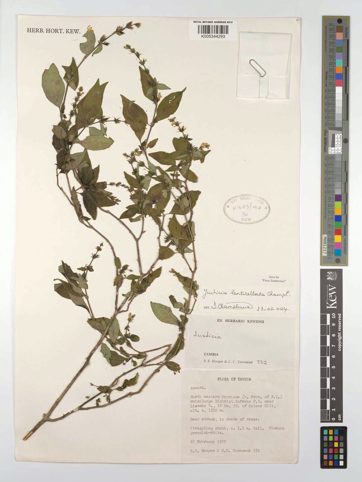 Justicia lenticellata — houseplant care guide