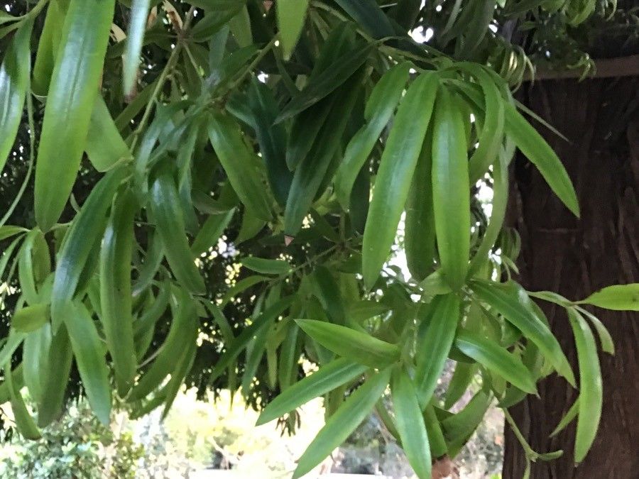 Podocarpus neriifolius leaf