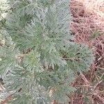 Artemisia absinthium
