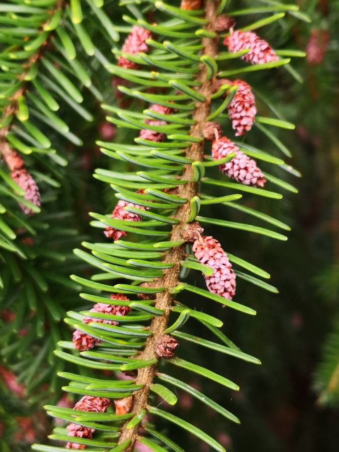 Picea omorika flower