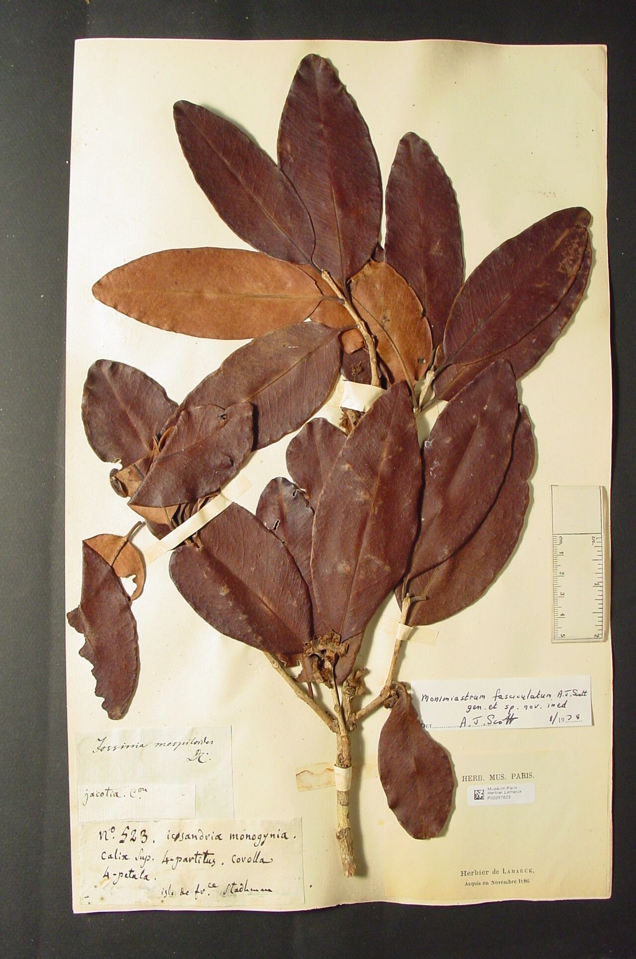 Eugenia longuensis — houseplant care guide