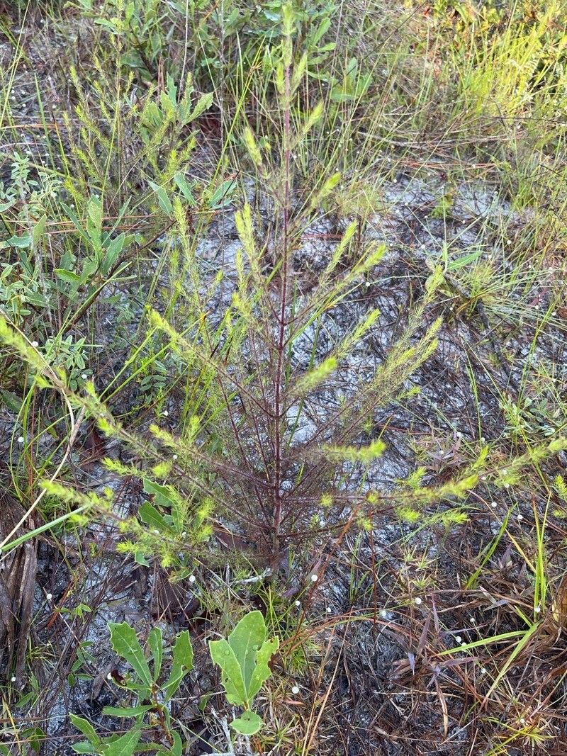 Seymeria cassioides habit