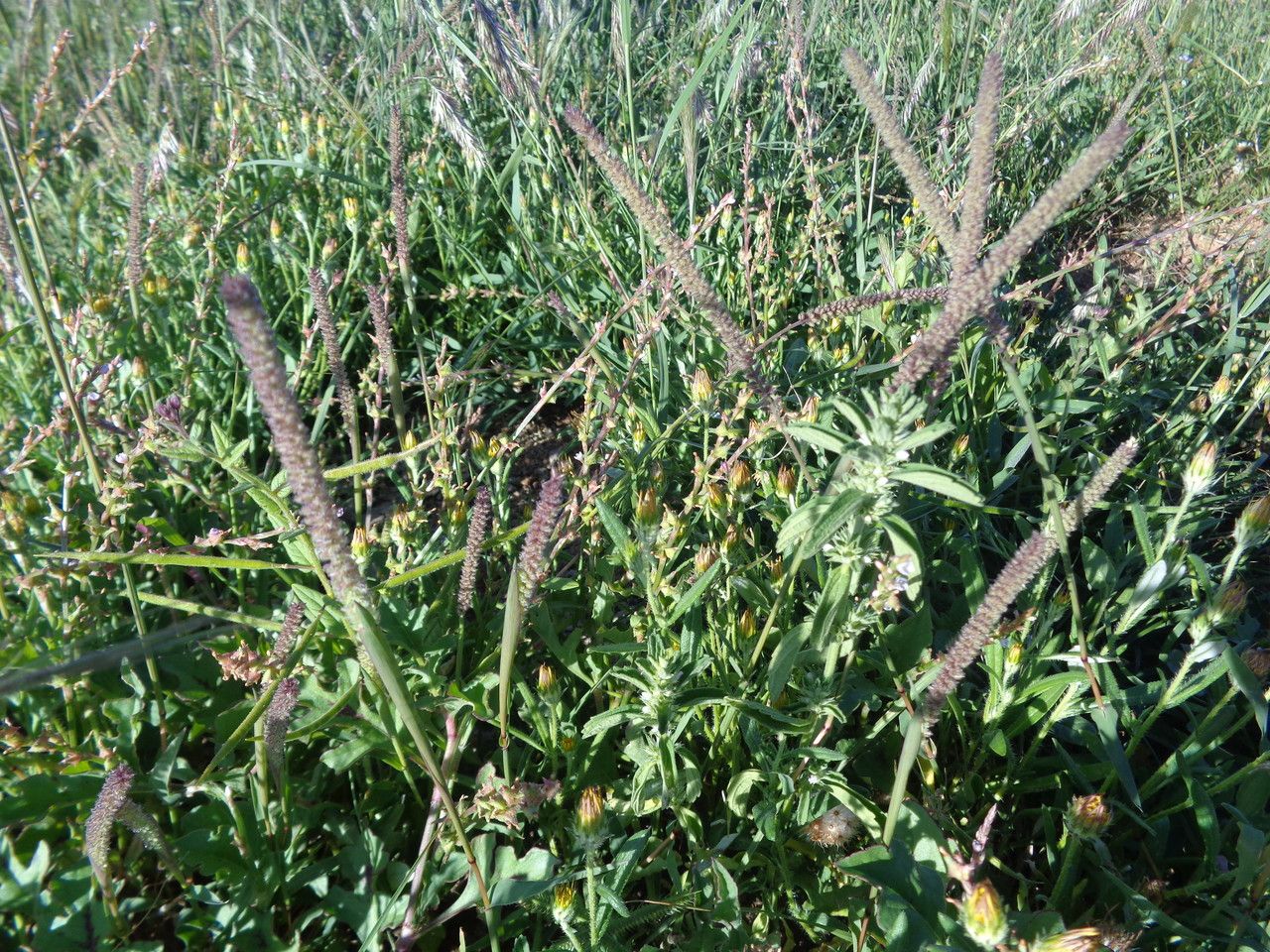 Tragus berteronianus habit
