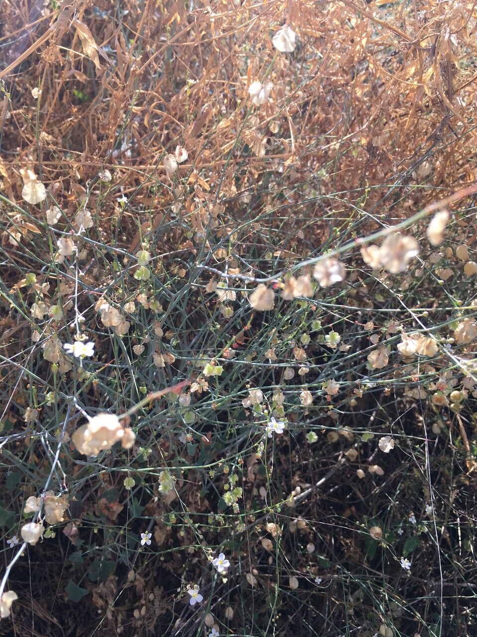 Crambe filiformis fruit
