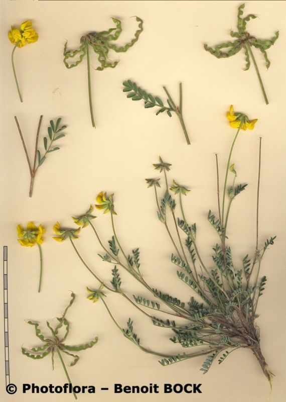 Hippocrepis squamata other