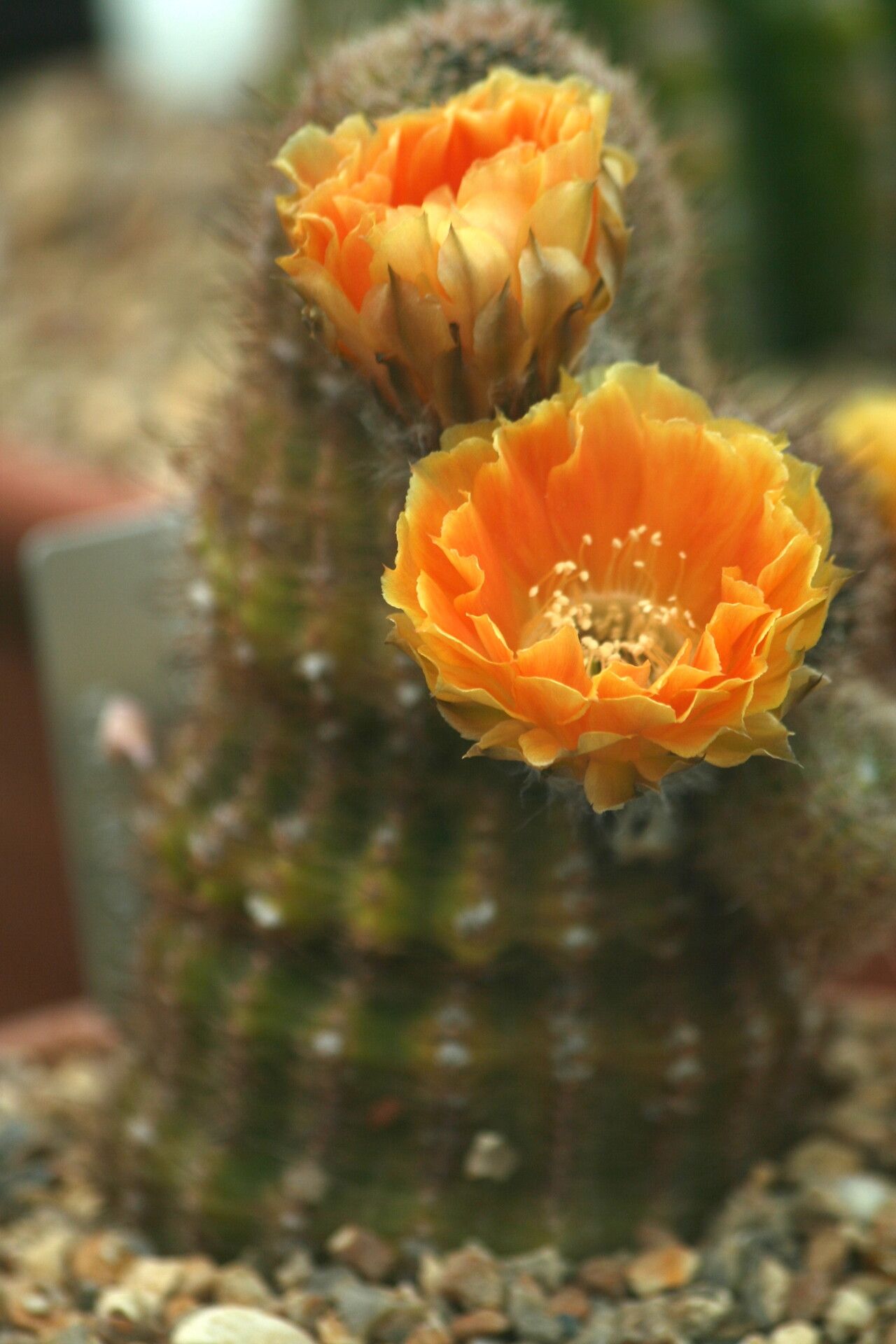 Echinopsis densispina flower