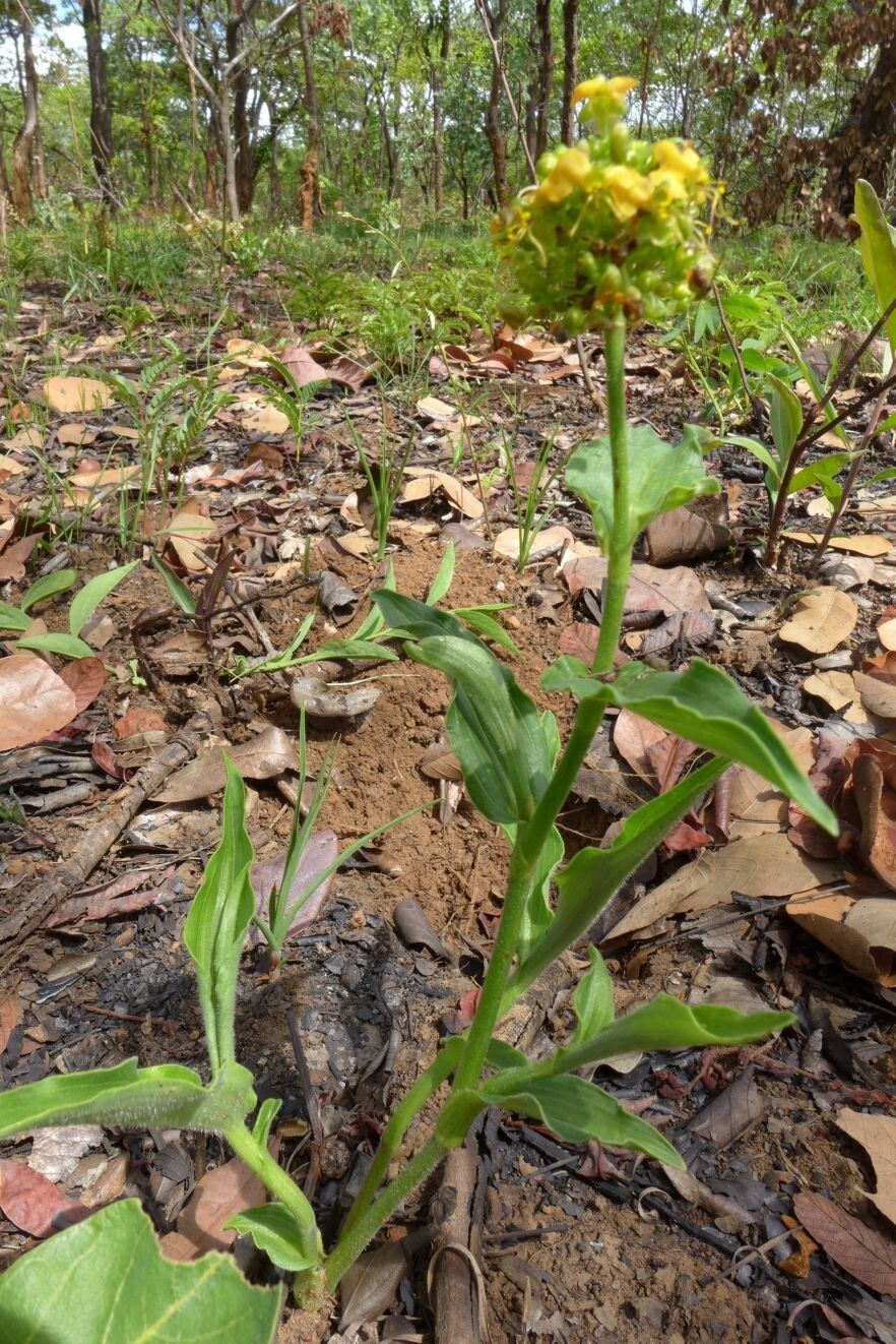 Aneilema welwitschii habit