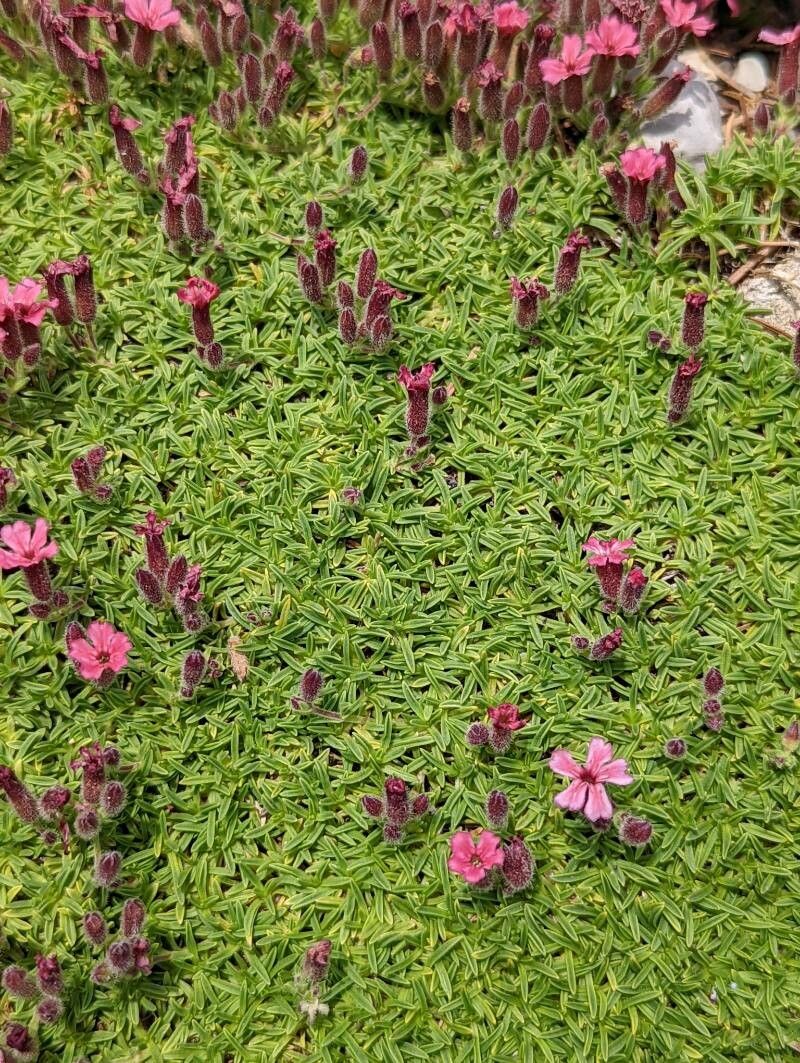 Saponaria pumilio — search result for 'Saponaria'