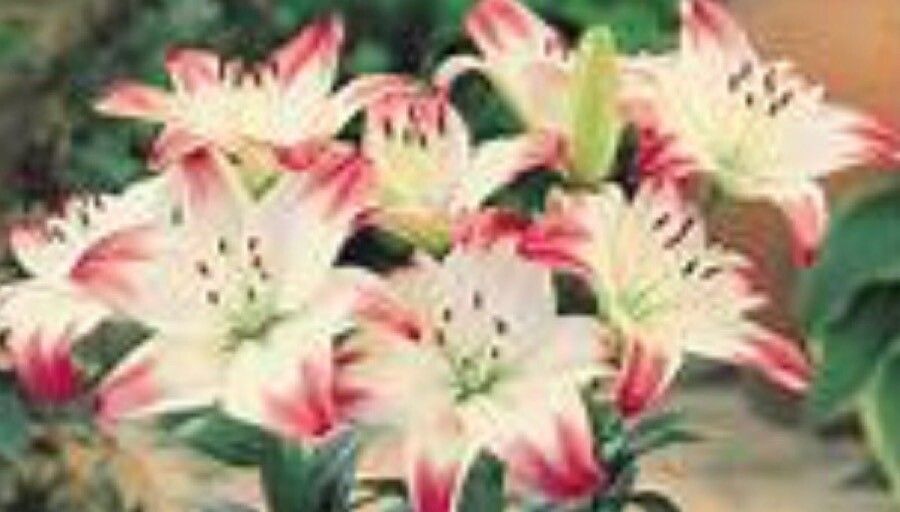 Crinum bulbispermum flower